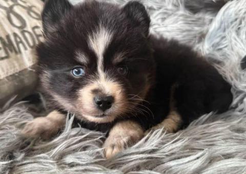 Playful mini Pomskies for sale