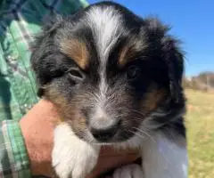 Merle and tricolor Aussie puppies