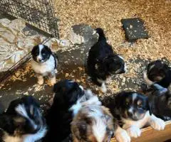 Merle and tricolor Aussie puppies