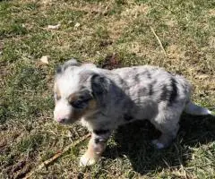 Merle and tricolor Aussie puppies