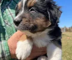 Merle and tricolor Aussie puppies