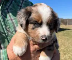 Merle and tricolor Aussie puppies