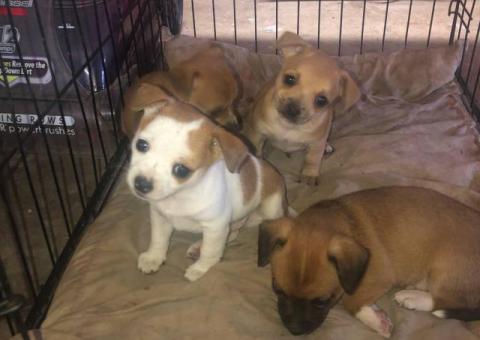 VERY CHEAP CHIHUAHUA PUPPIES