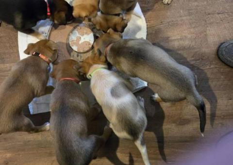 6 Australian cattle dog puppies for sale