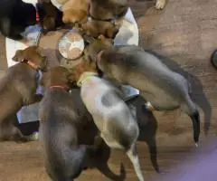 6 Australian cattle dog puppies for sale