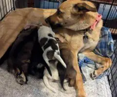 6 Australian cattle dog puppies for sale