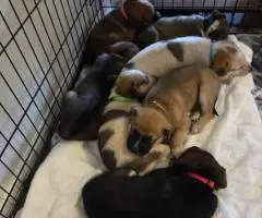 6 Australian cattle dog puppies for sale