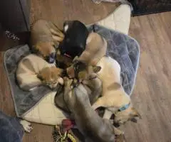6 Australian cattle dog puppies for sale