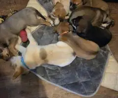 6 Australian cattle dog puppies for sale