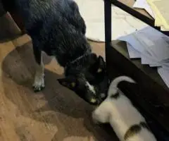 6 Australian cattle dog puppies for sale