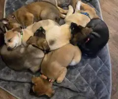 6 Australian cattle dog puppies for sale