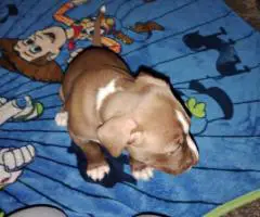 2 Pitbull puppies available