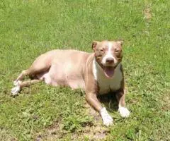 2 Pitbull puppies available