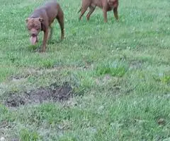 2 Pitbull puppies available