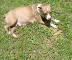 2 Pitbull puppies available