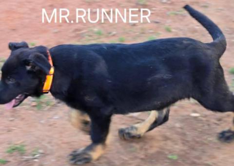 4 months old German Shepherd puppies for sale