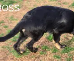 4 months old German Shepherd puppies for sale