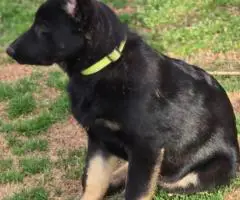 4 months old German Shepherd puppies for sale