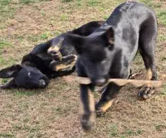 4 months old German Shepherd puppies for sale
