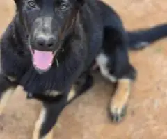 4 months old German Shepherd puppies for sale