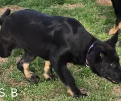 4 months old German Shepherd puppies for sale