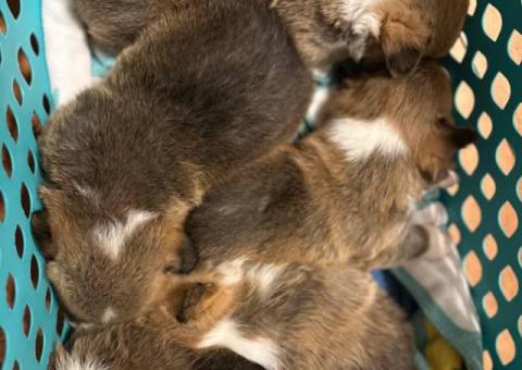 Purebred Pembroke Welsh Corgi puppies for sale