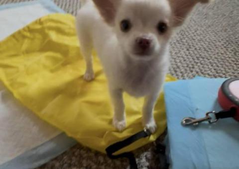 Beautiful long-haired Chihuahua puppy