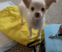 Beautiful long-haired Chihuahua puppy