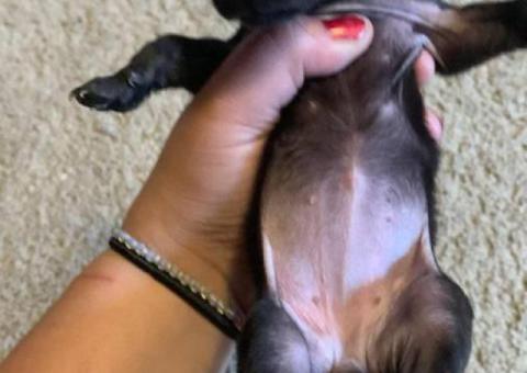 Female Chiweenie puppies for sale