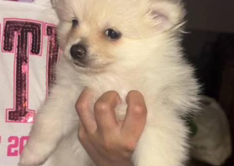 Purebred Pomeranian puppies for sale