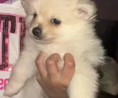 Purebred Pomeranian puppies for sale