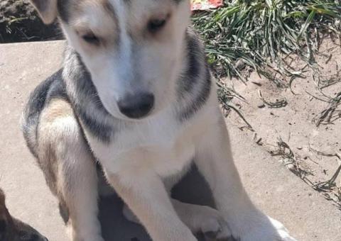 Cheap Gerberian Shepsky puppies for sale