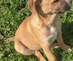 Cheap Gerberian Shepsky puppies for sale