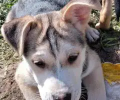 Cheap Gerberian Shepsky puppies for sale