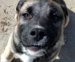 Cheap Gerberian Shepsky puppies for sale