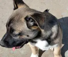 Cheap Gerberian Shepsky puppies for sale
