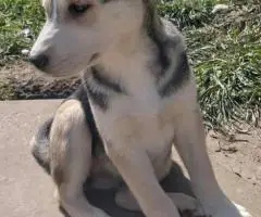 Cheap Gerberian Shepsky puppies for sale