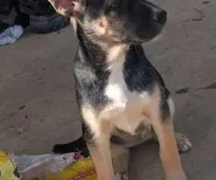 Cheap Gerberian Shepsky puppies for sale