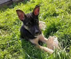 Cheap Gerberian Shepsky puppies for sale