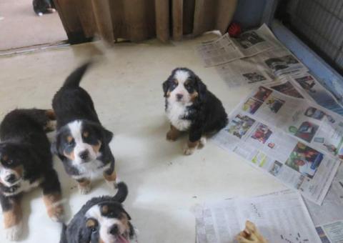 AKC Bernese mountain dog puppies for sale
