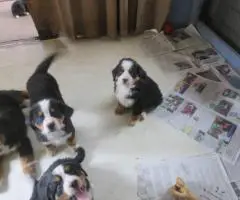 AKC Bernese mountain dog puppies for sale
