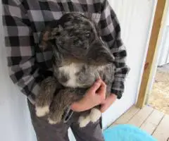 2 Miniature Labradoodles for sale