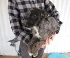 2 Miniature Labradoodles for sale