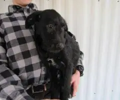 2 Miniature Labradoodles for sale
