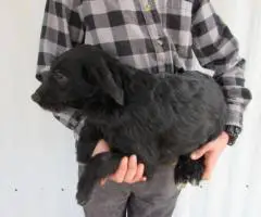 2 Miniature Labradoodles for sale