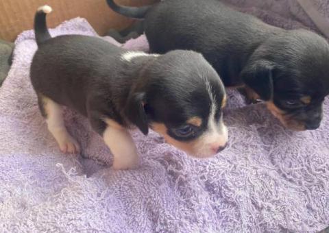 Purebred Chihuahua puppies