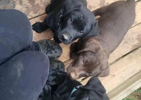 5 Lab puppies for adoption