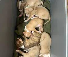 Baby Pitbull 3 boys and 1 girl
