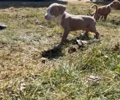 Baby Pitbull 3 boys and 1 girl