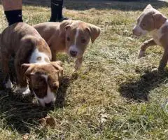 Baby Pitbull 3 boys and 1 girl